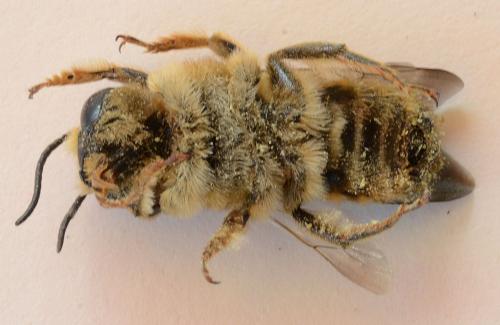 Réf. 208 635 : Megachile albisecta